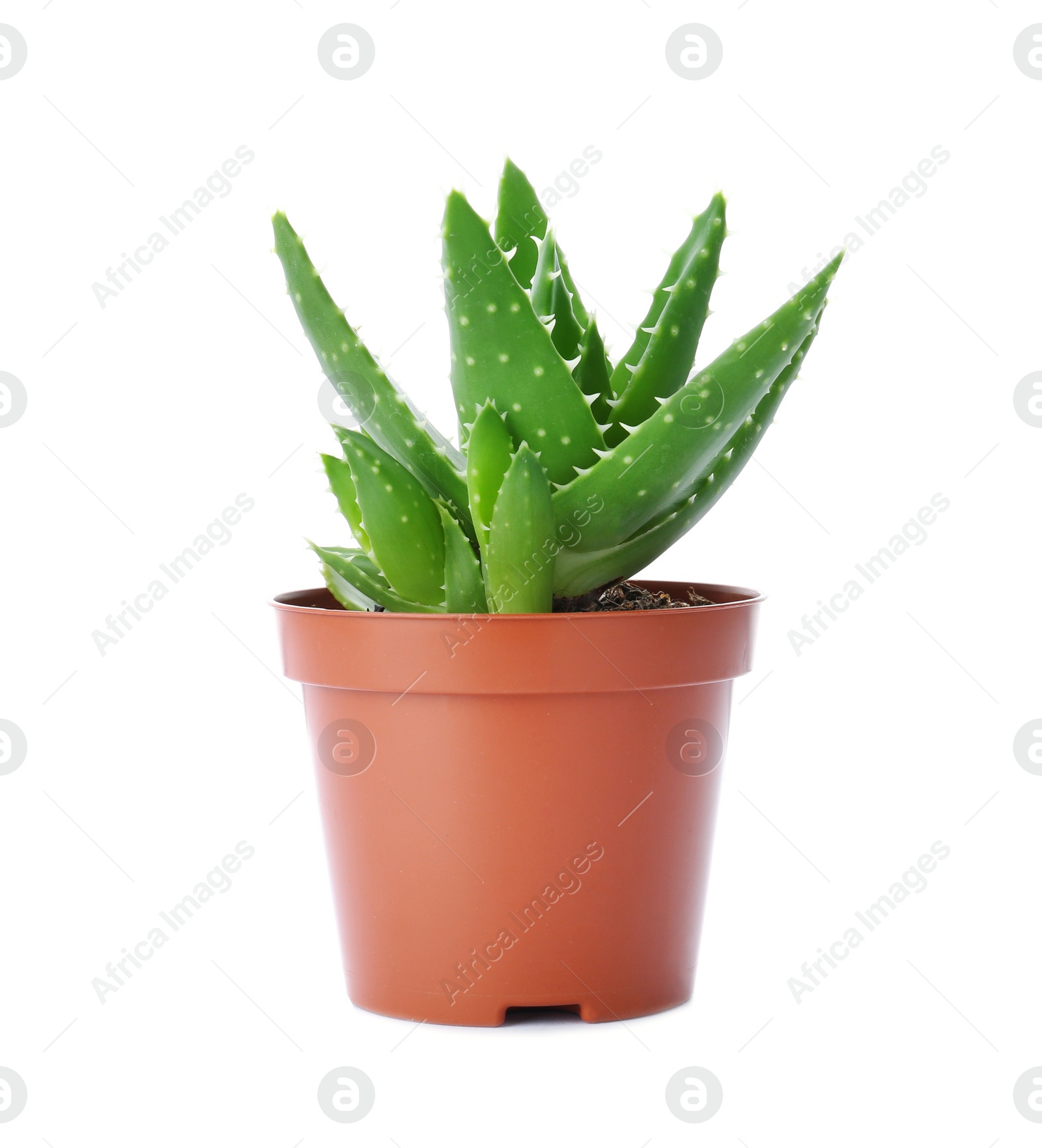 Photo of Flowerpot with aloe vera on white background