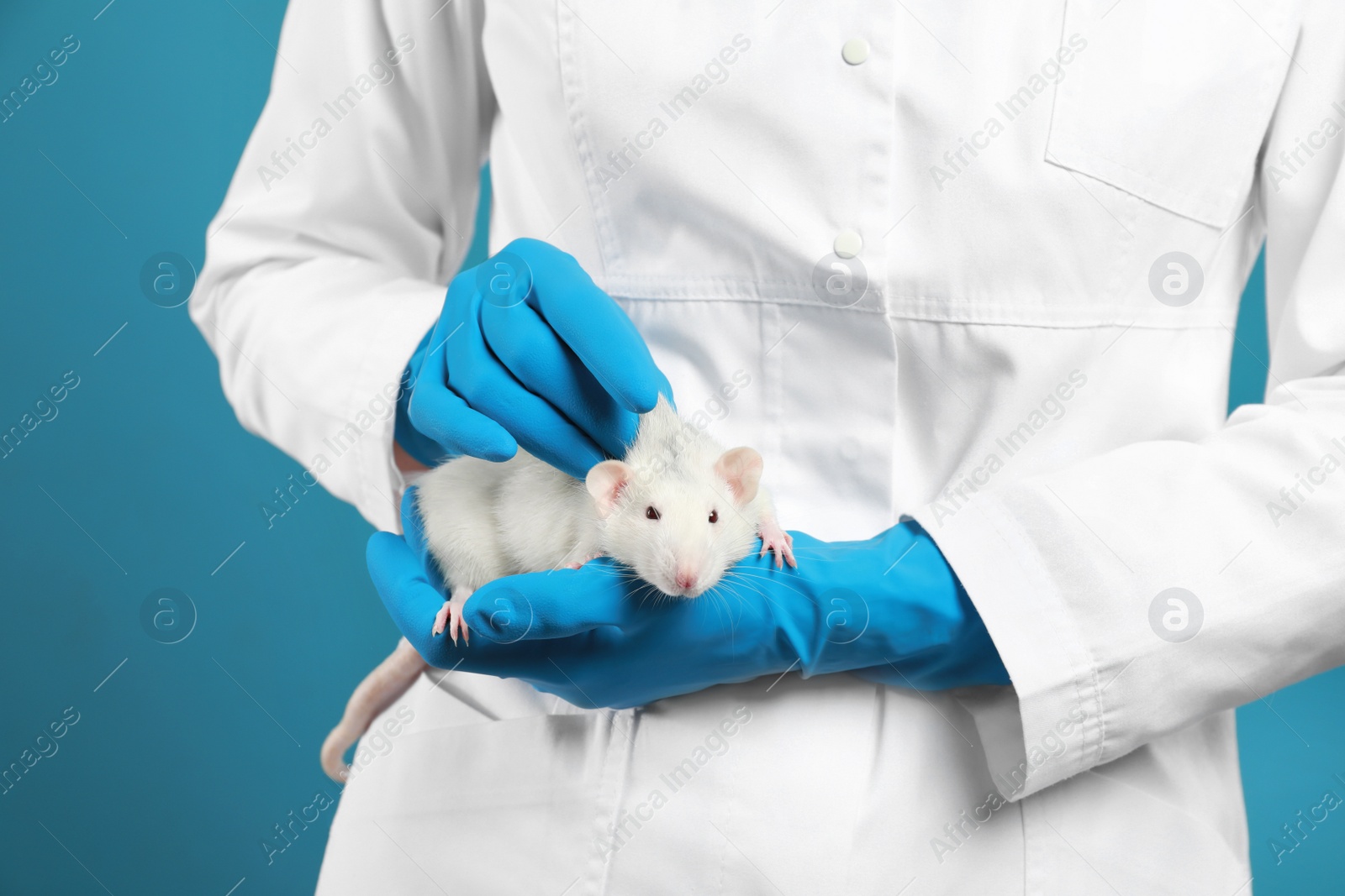 Photo of Scientist holding laboratory rat on blue background, closeup