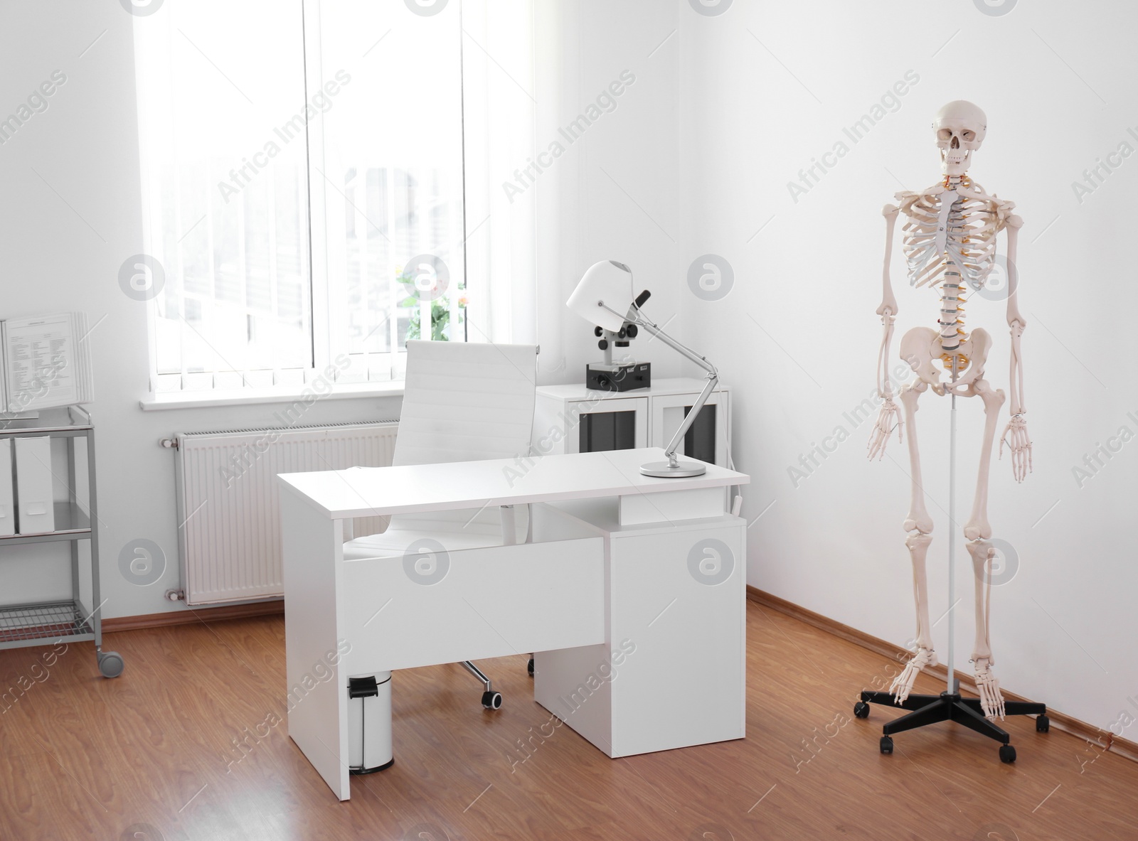 Photo of Human skeleton model in modern orthopedist's office