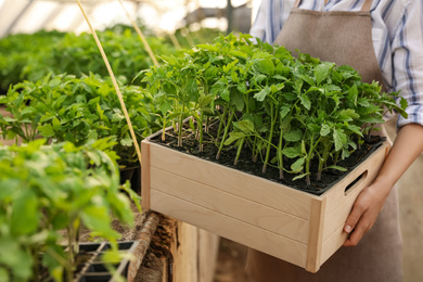 Woman holding wooden crate with tomato seedlings in greenhouse, closeup