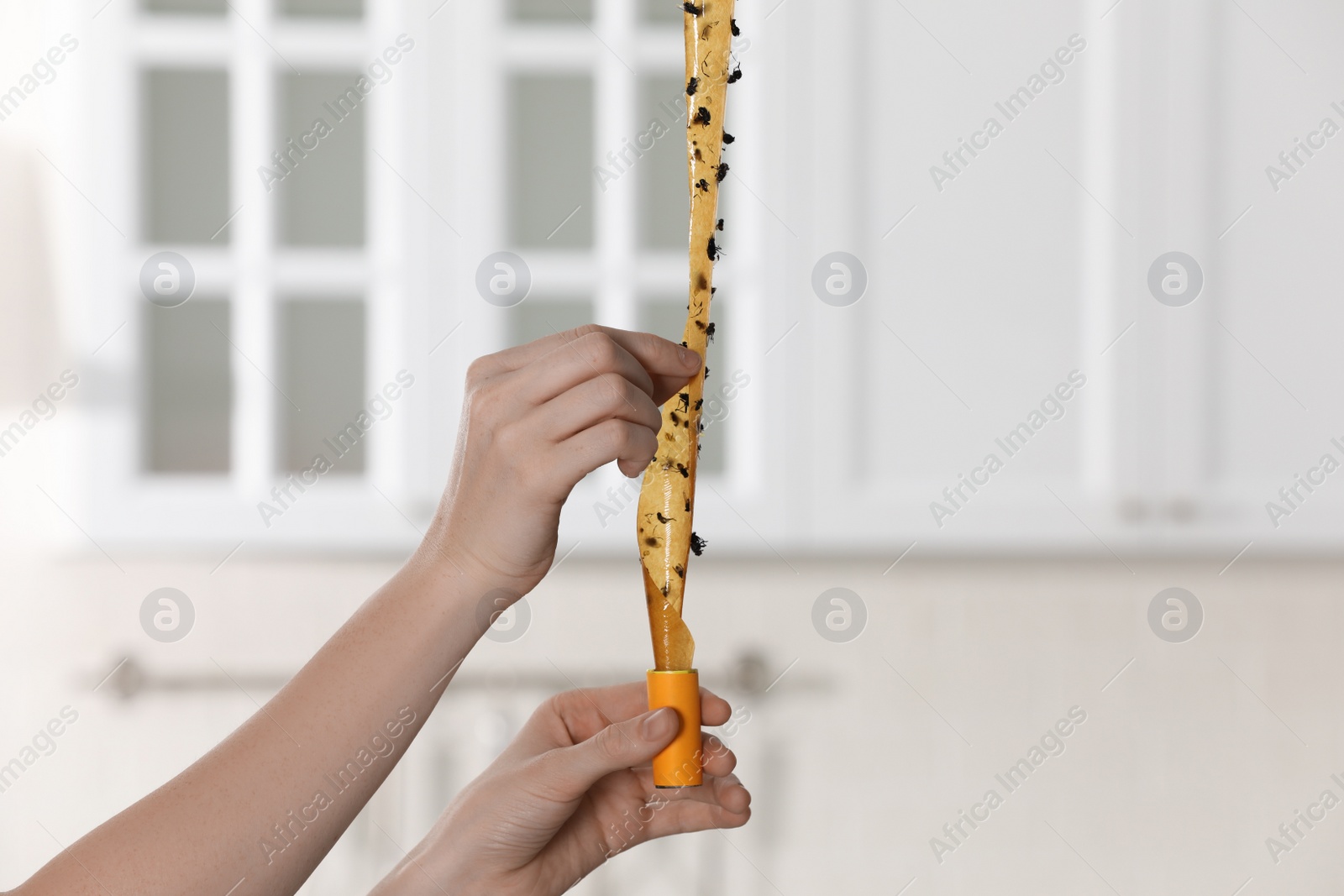 Photo of Woman holding sticky insect tape with dead flies in kitchen, closeup