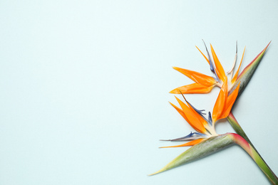 Photo of Bird of Paradise tropical flowers on light background, flat lay. Space for text