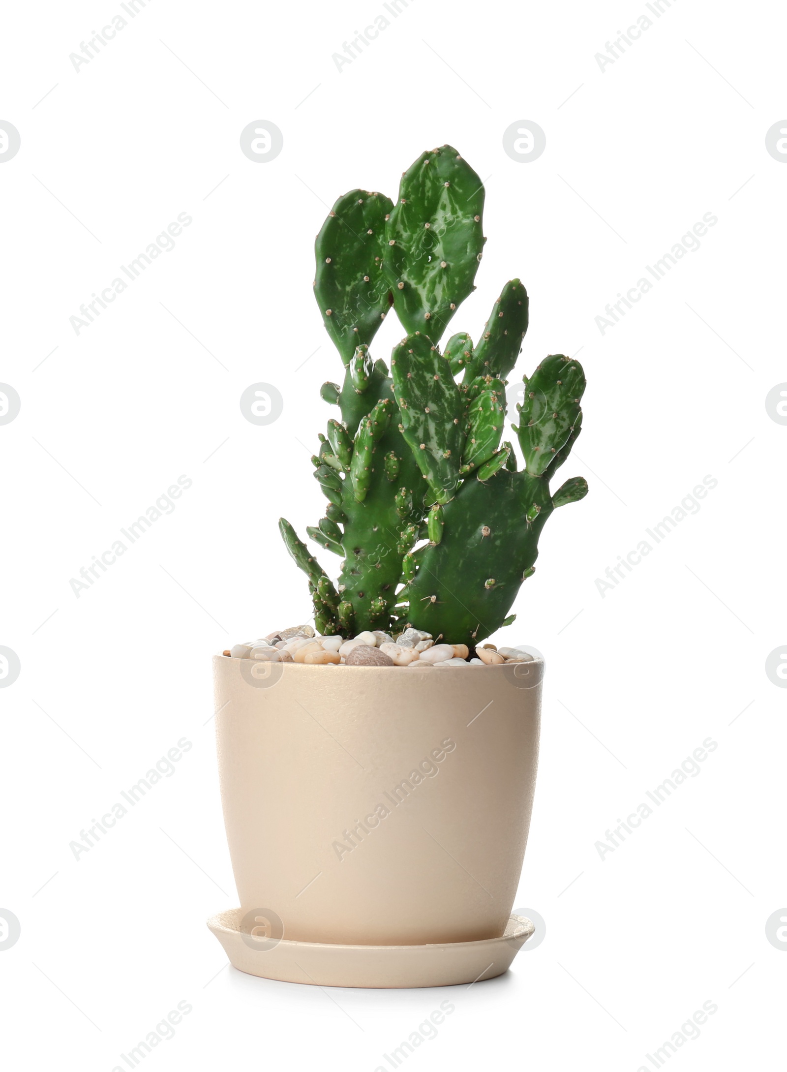 Photo of Beautiful cactus on white background