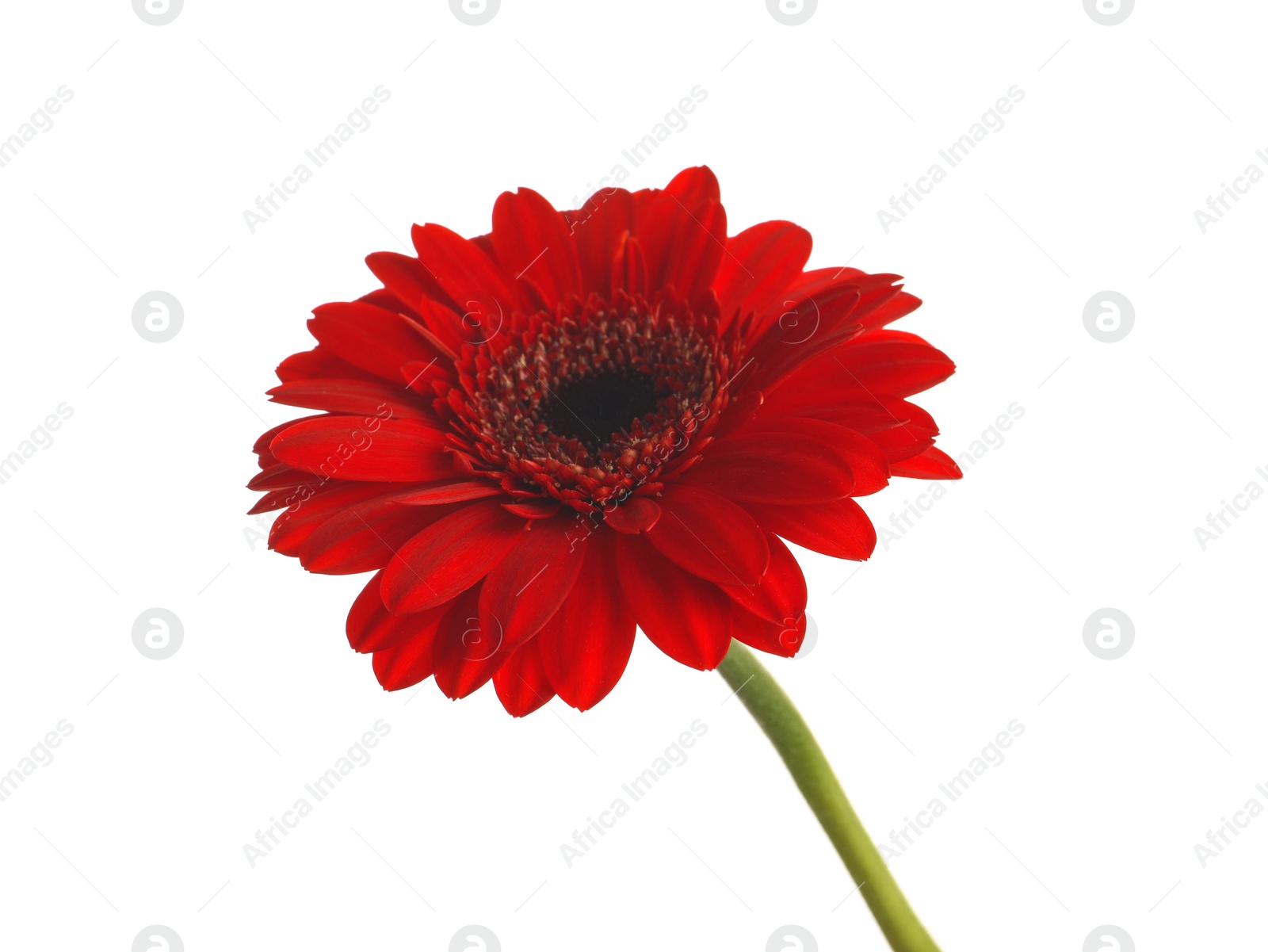 Photo of Beautiful red gerbera flower on white background