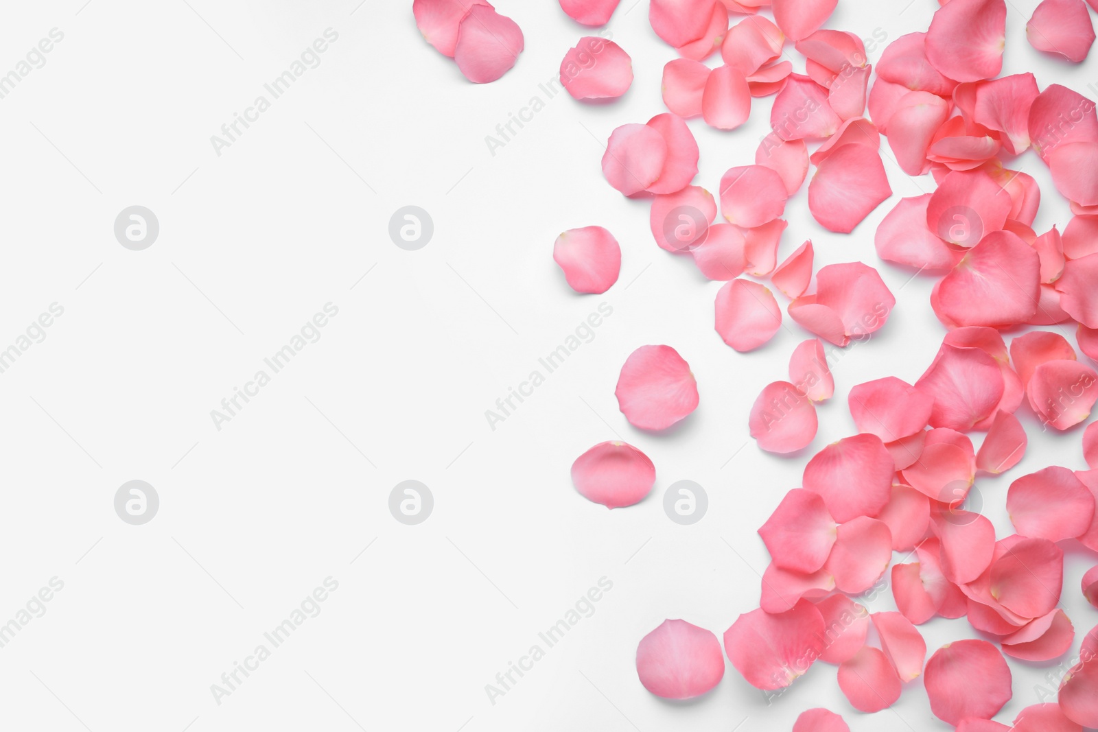 Photo of Beautiful pink rose flower petals on white background, top view