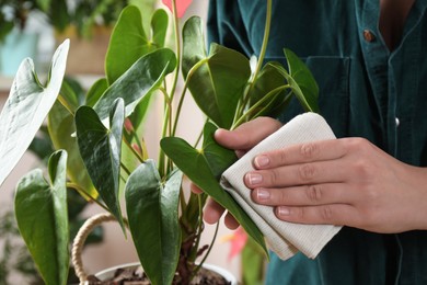 Photo of Woman wiping houseplant's leaves with cloth indoors, closeup