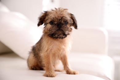 Photo of Adorable Brussels Griffon puppy sitting on sofa indoors