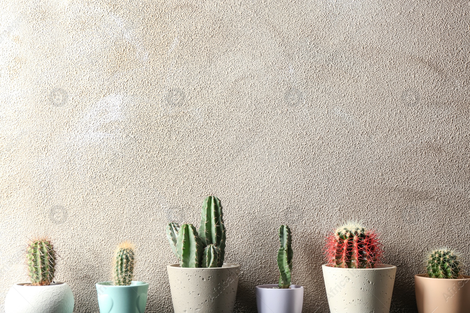 Photo of Different potted cacti near color wall, space for text. Interior decor