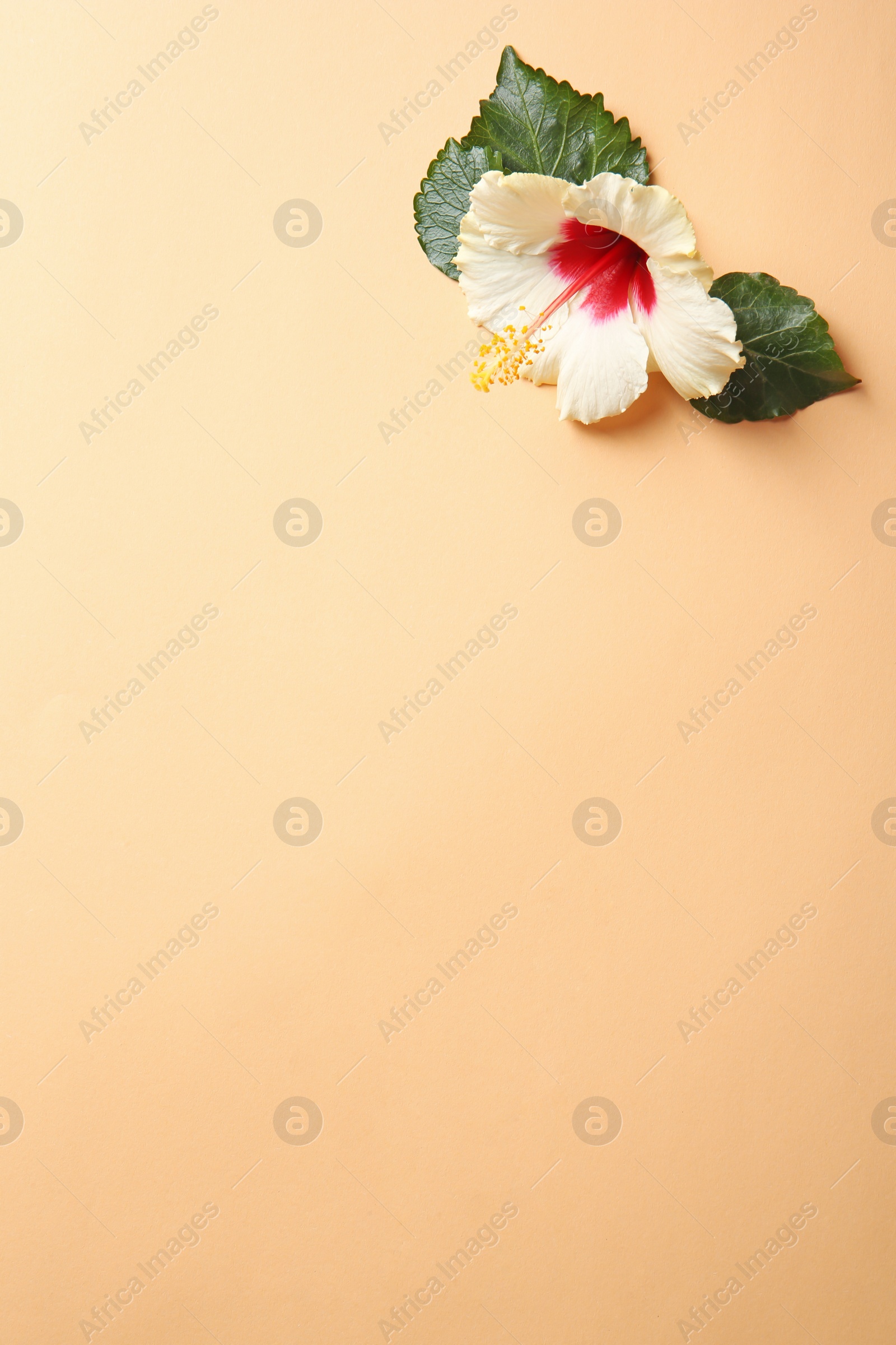 Photo of Beautiful tropical Hibiscus flower on color background with space for design, top view