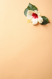 Photo of Beautiful tropical Hibiscus flower on color background with space for design, top view