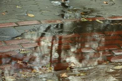 Photo of Rippled puddle and fallen leaves on pathway after rain