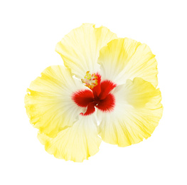 Beautiful tropical hibiscus flower isolated on white