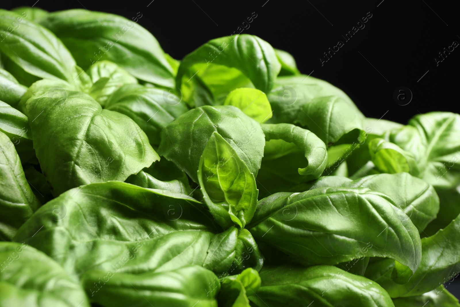 Photo of Fresh basil leaves on black background, closeup