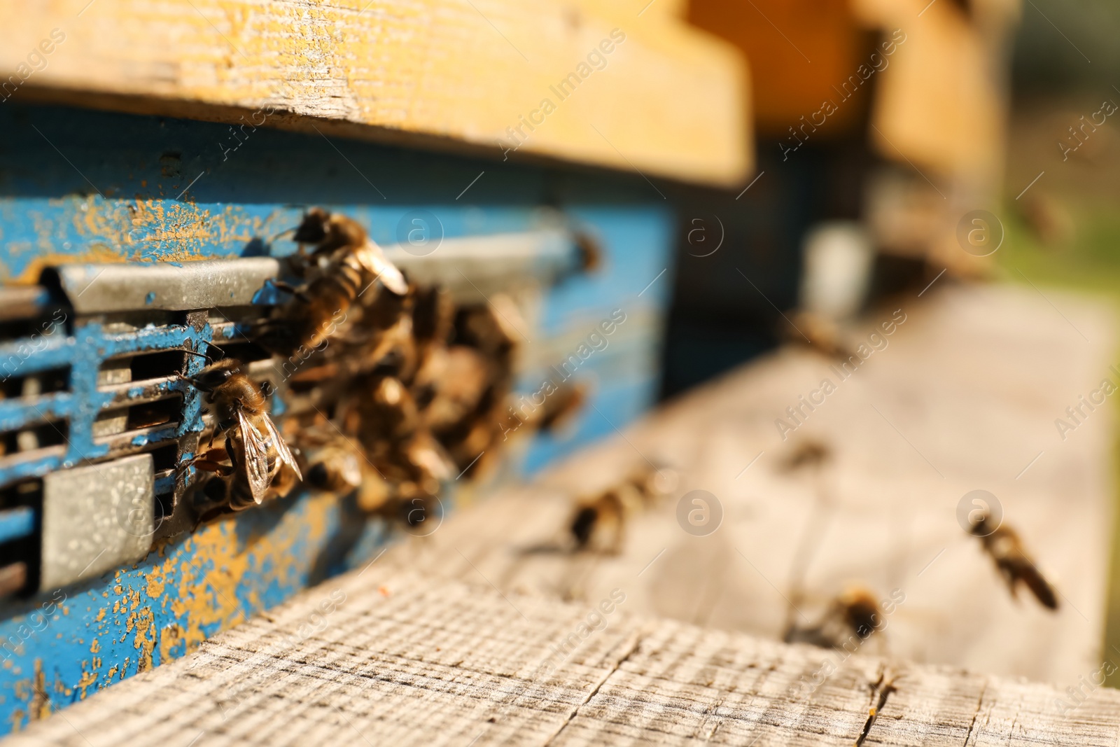 Photo of Closeup view of wooden hive with honey bees on sunny day