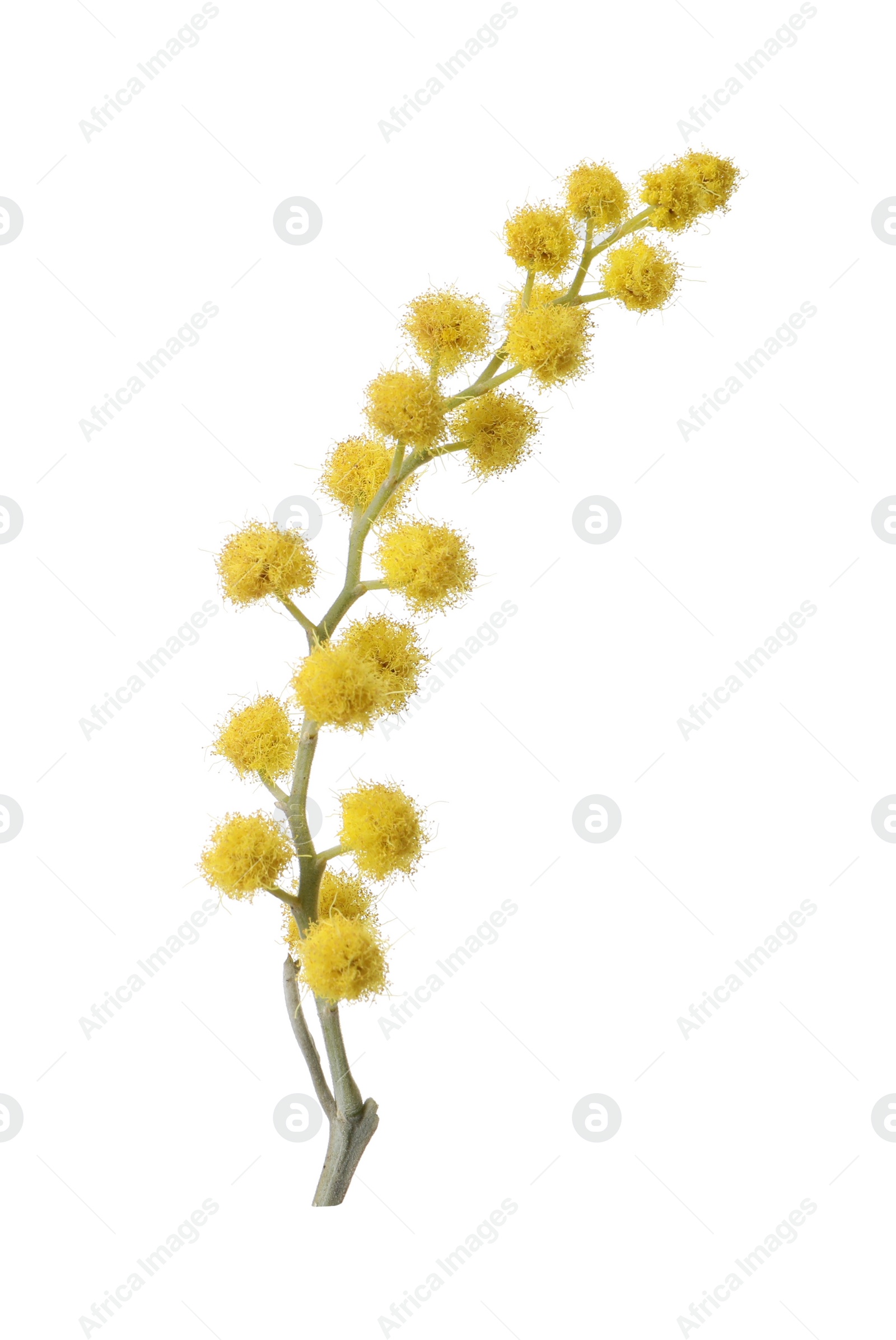 Photo of Beautiful yellow mimosa flowers isolated on white