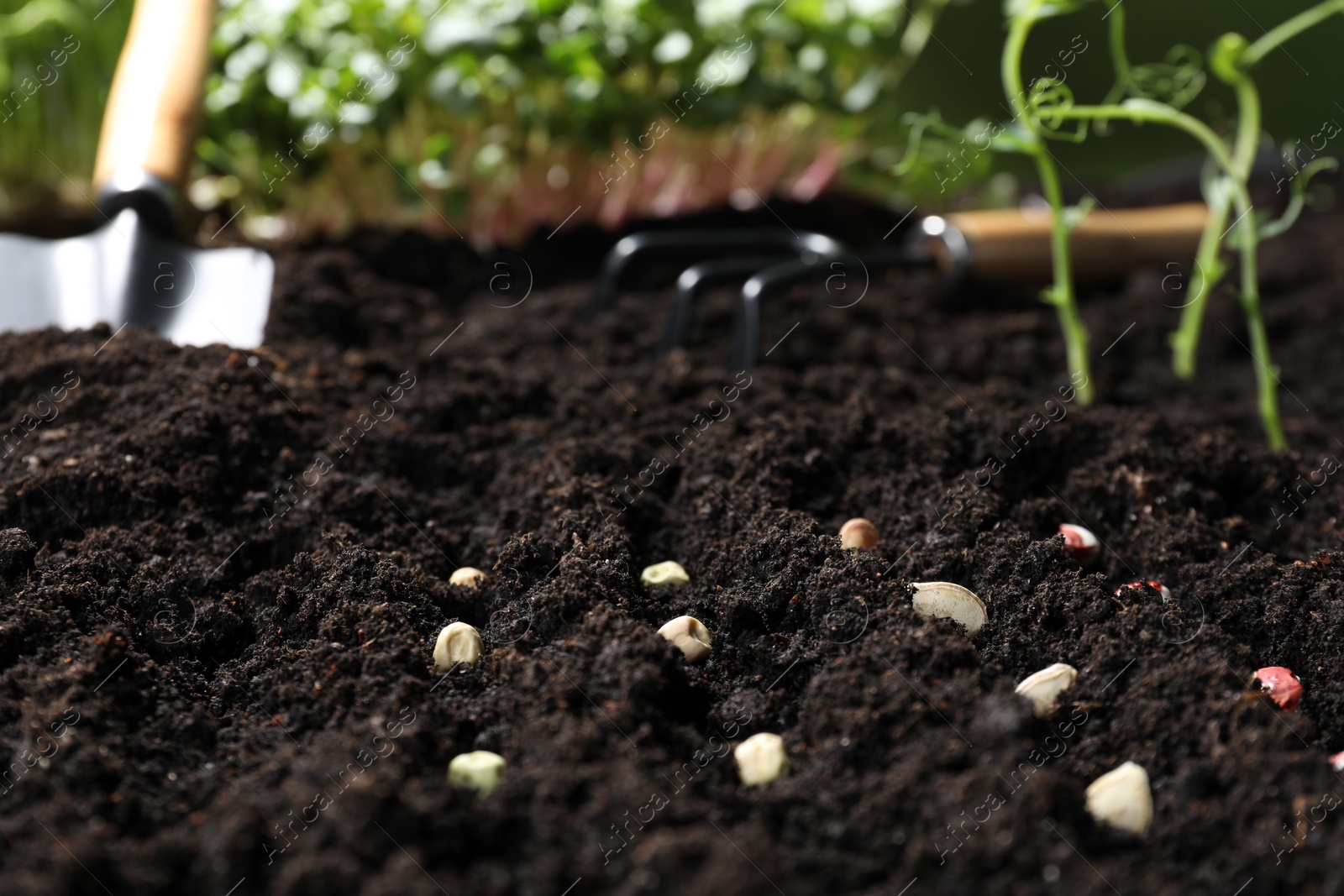 Photo of Rows with different seeds in fertile soil. Vegetable growing