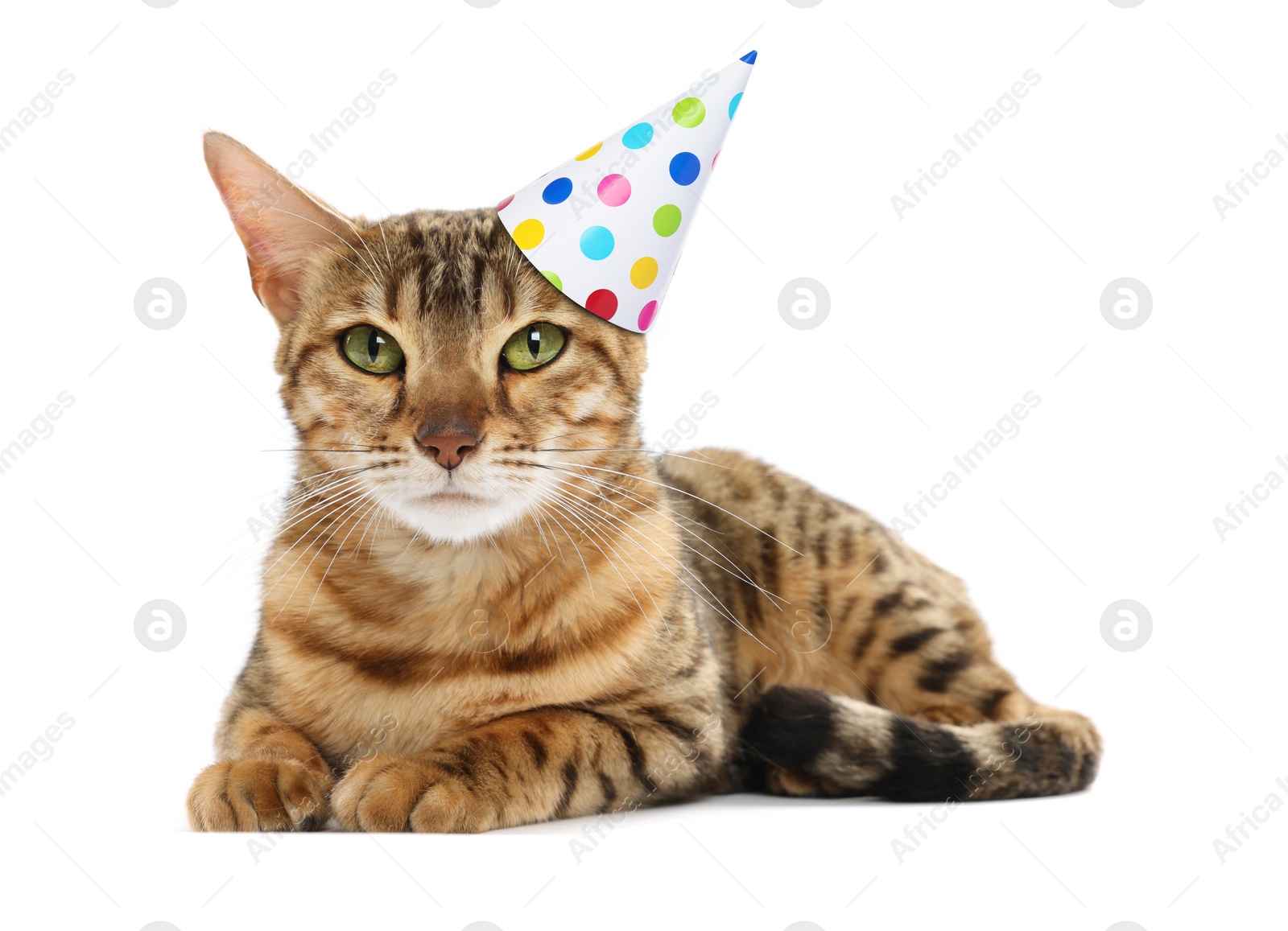 Image of Cute cat with party hat on white background