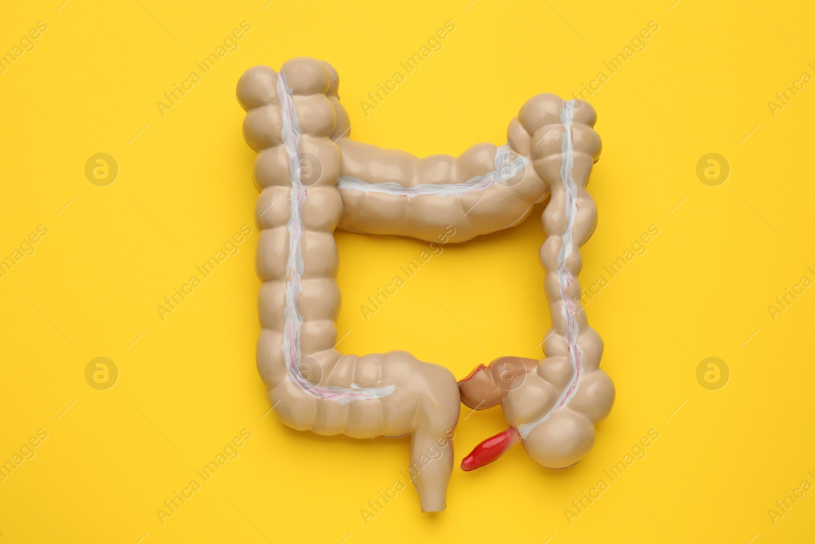Photo of Anatomical model of large intestine on yellow background, top view