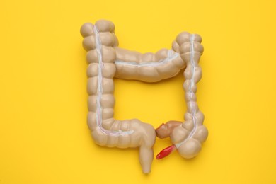 Anatomical model of large intestine on yellow background, top view