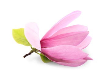 Photo of Beautiful pink magnolia flower isolated on white