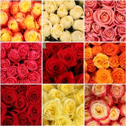 Image of Collage with photos of beautiful fresh flowers 