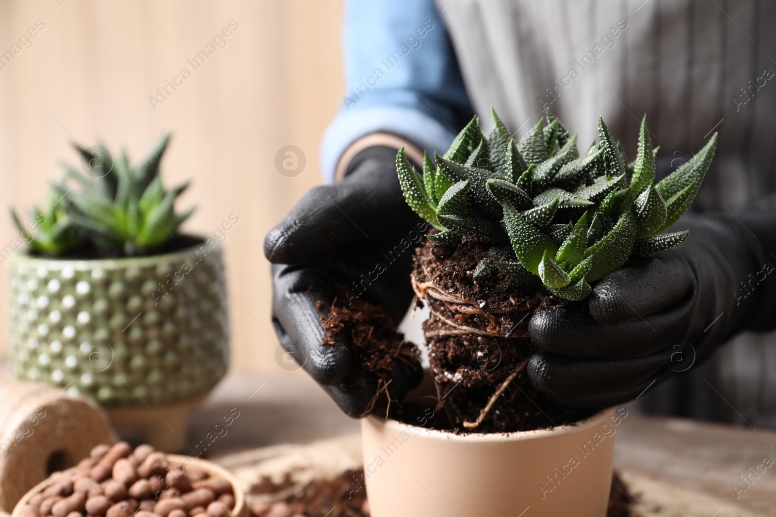 Photo of Woman transplanting Haworthia into pot at table indoors, closeup. House plant care