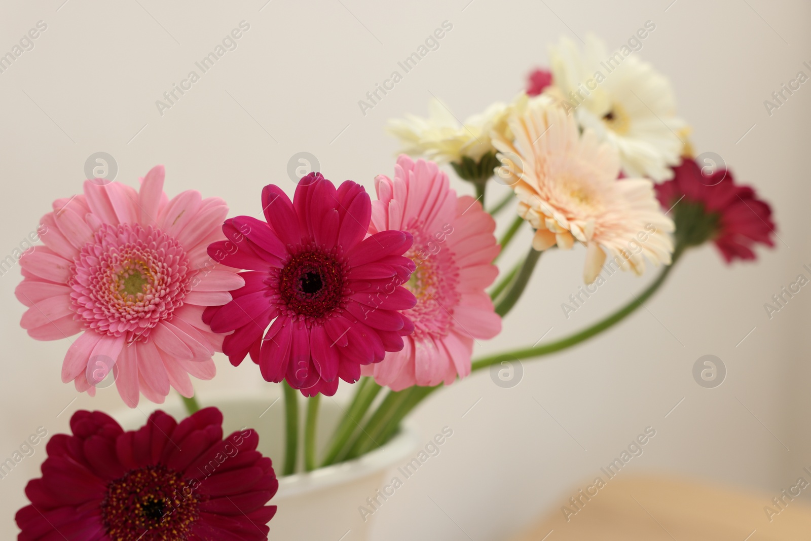 Photo of Vase with beautiful gerbera flowers on blurred background, closeup