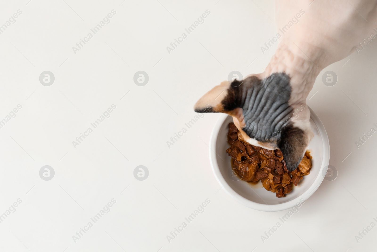 Photo of Cute Sphynx cat eating wet food from bowl on white background, top view. Space for text