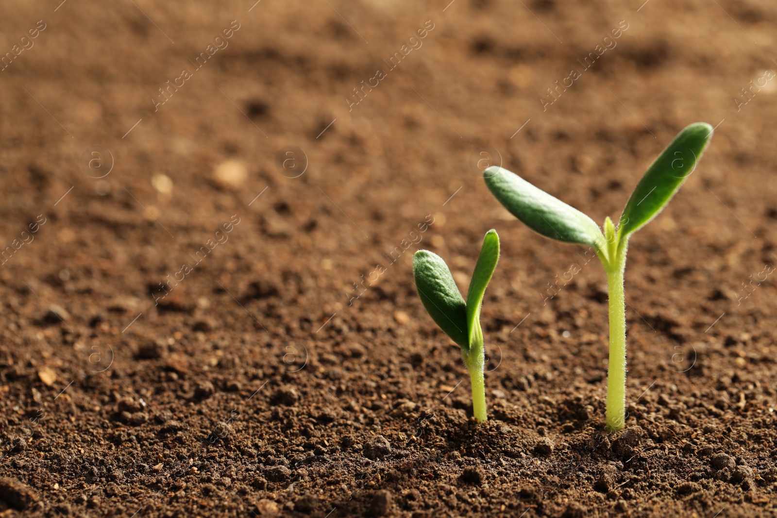 Photo of Little green seedlings growing in soil, closeup view. Space for text