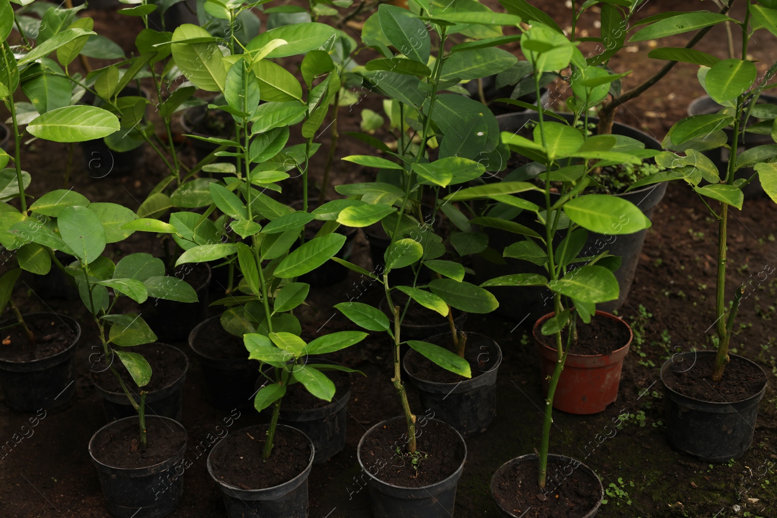 Photo of Many different beautiful potted plants in greenhouse