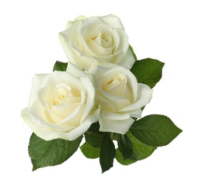 Beautiful fresh roses on white background. Funeral symbol