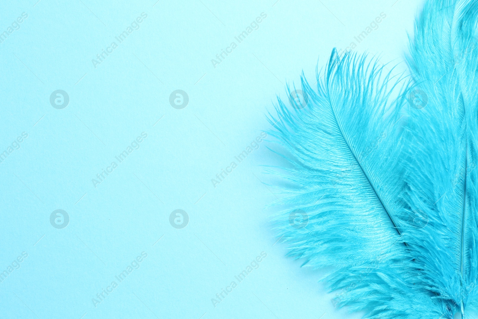 Photo of Beautiful delicate feathers on light blue background, top view. Space for text