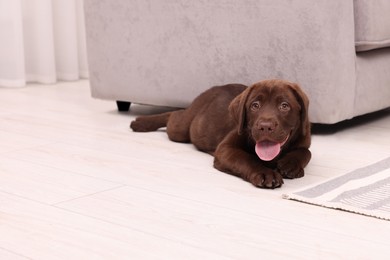 Photo of Cute chocolate Labrador Retriever puppy on floor at home. Lovely pet