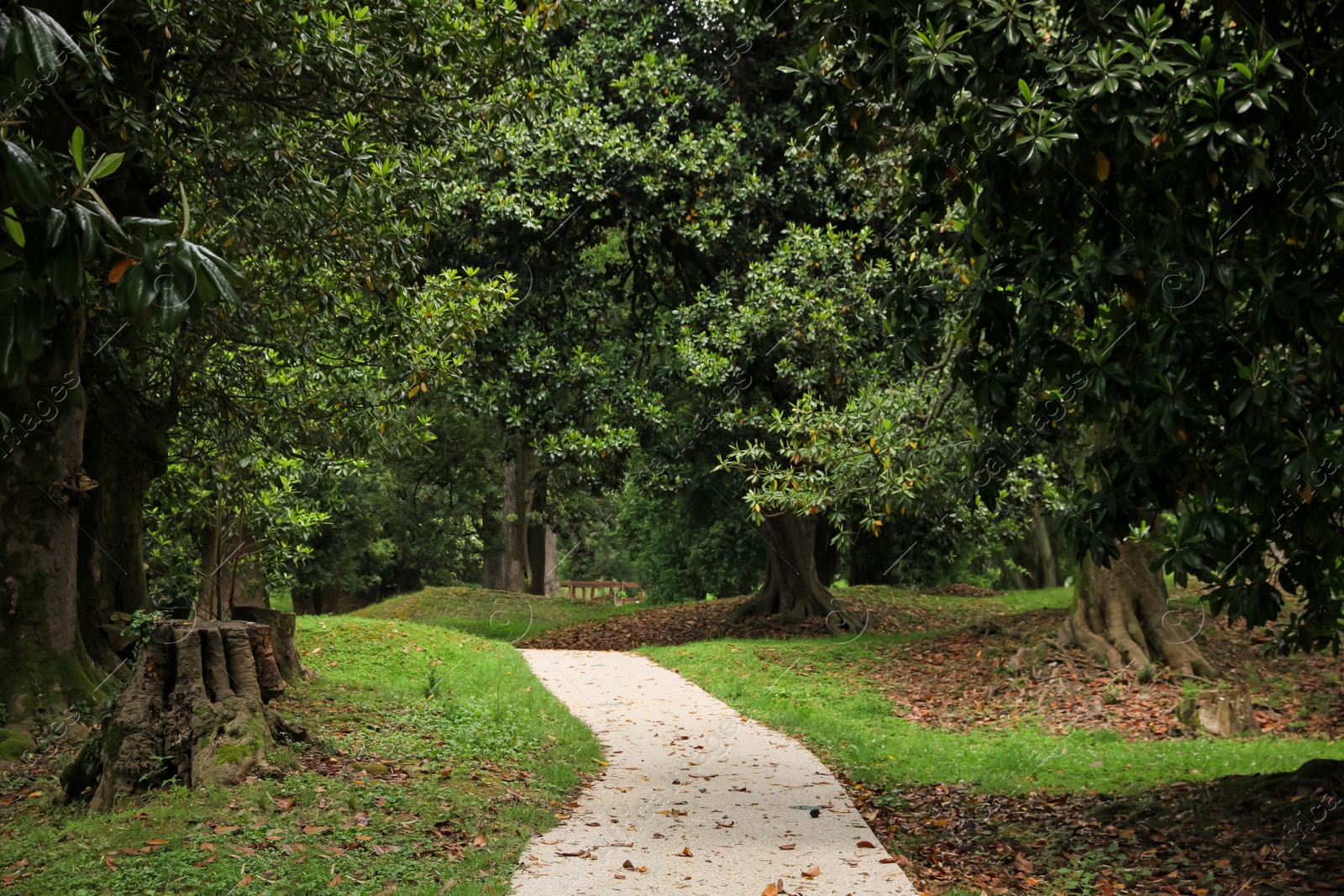 Photo of Picturesque view of tranquil park with paved pathway