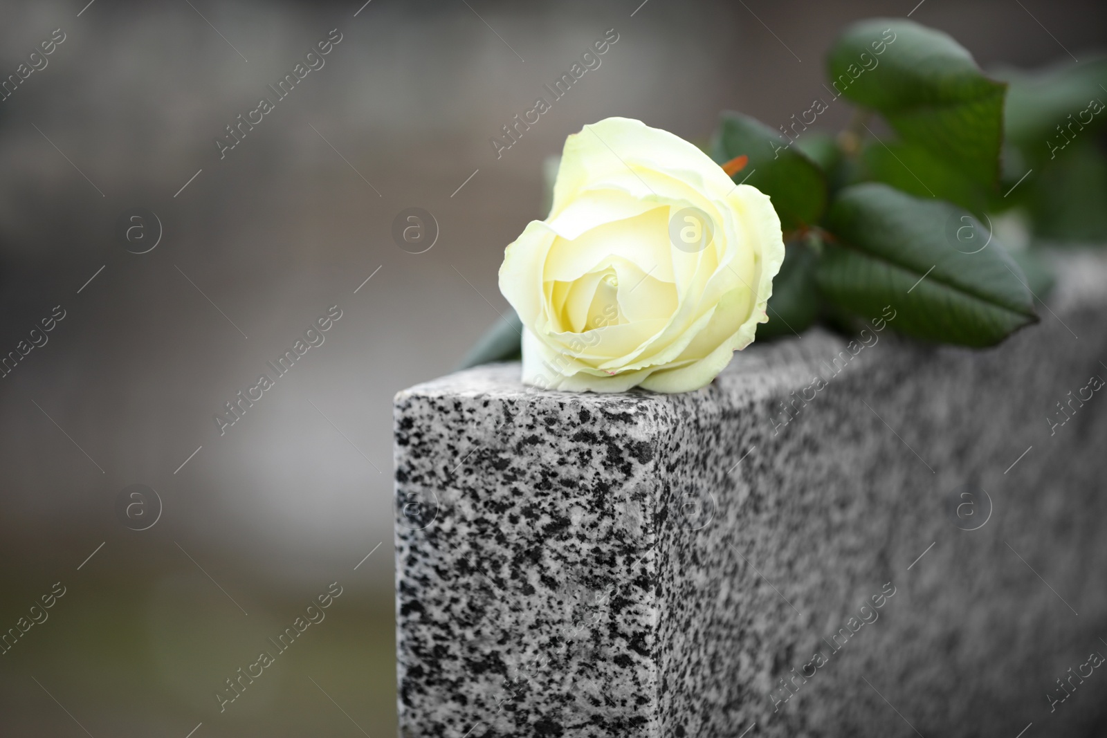 Photo of White rose on grey granite tombstone outdoors. Funeral ceremony