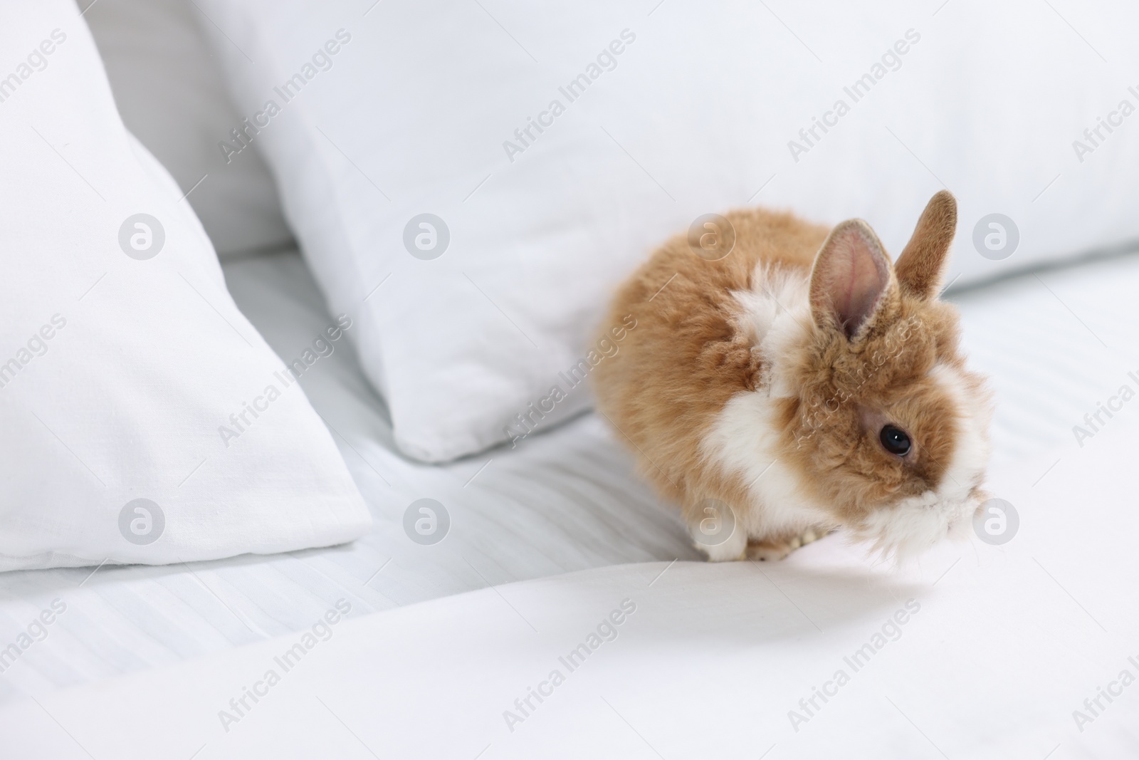 Photo of Cute fluffy pet rabbit on bed. Space for text