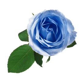 Image of Beautiful blooming light blue rose on white background