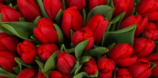 Beautiful bouquet of tulips as background. Horizontal banner design