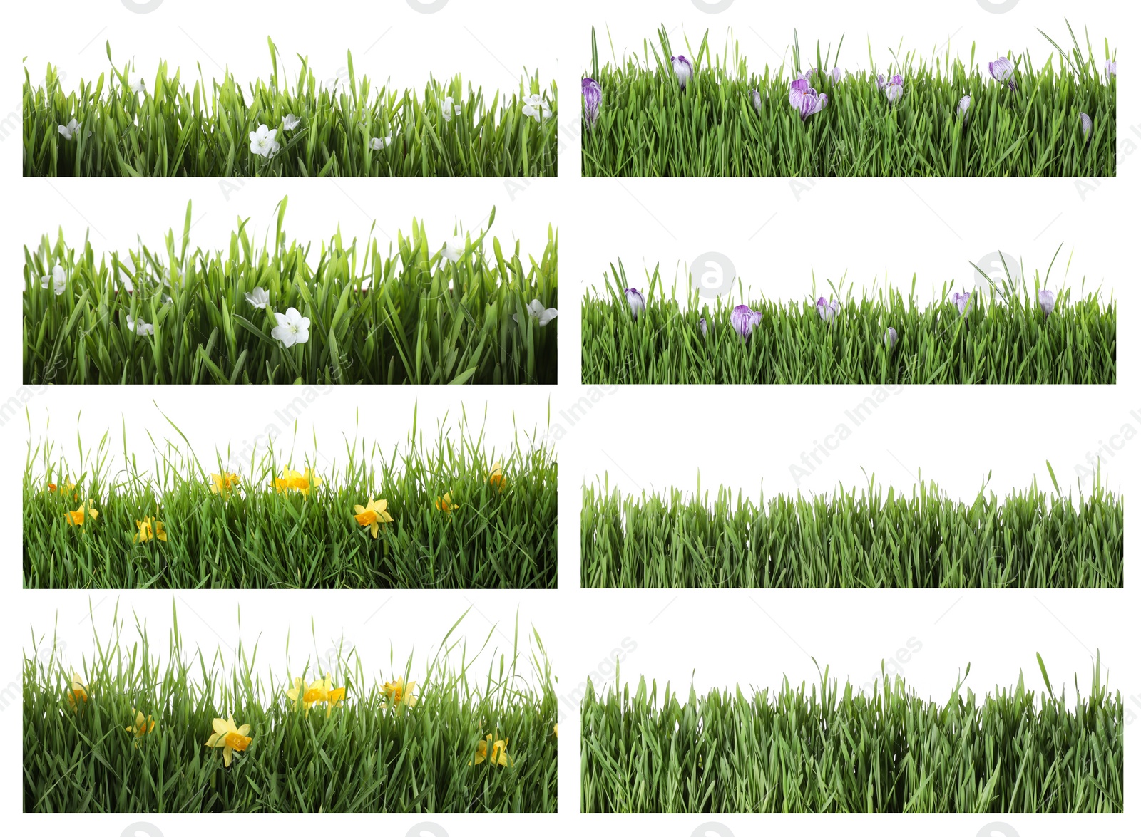 Image of Collage of fresh green grass with flowers on white background. Spring season