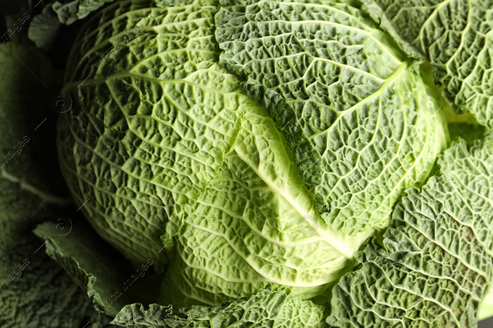 Photo of Fresh green savoy cabbage as background, closeup