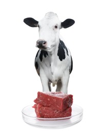 Image of Lab grown beef in Petri dish and cow on white background. Cultured meat concept 