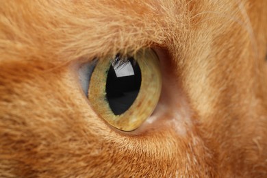 Photo of Cute ginger domesticated cat, macro view of eye