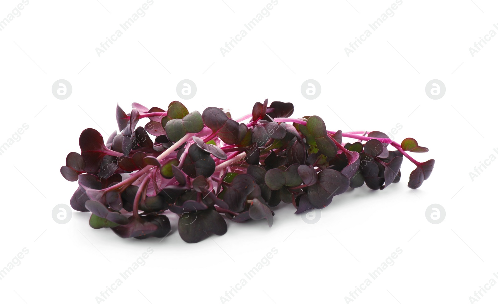 Photo of Fresh organic radish microgreens on white background