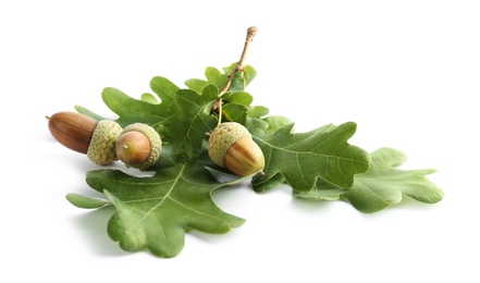 Photo of Oak branch with acorns and green leaves on white background