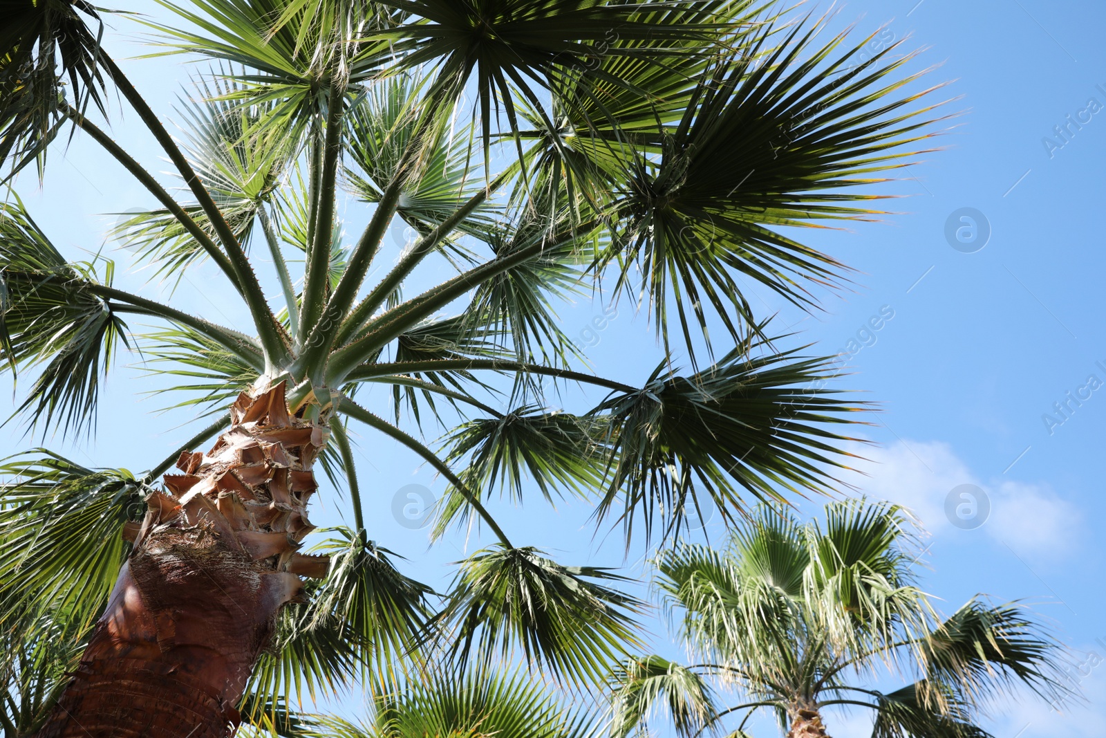 Photo of Beautiful palm tree outdoors on sunny summer day, low angle view