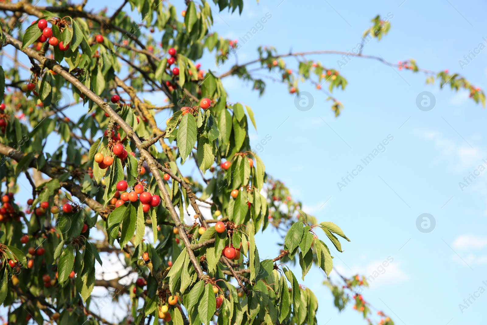 Photo of Cherry tree with green leaves and unripe berries growing outdoors