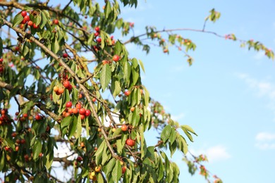 Photo of Cherry tree with green leaves and unripe berries growing outdoors