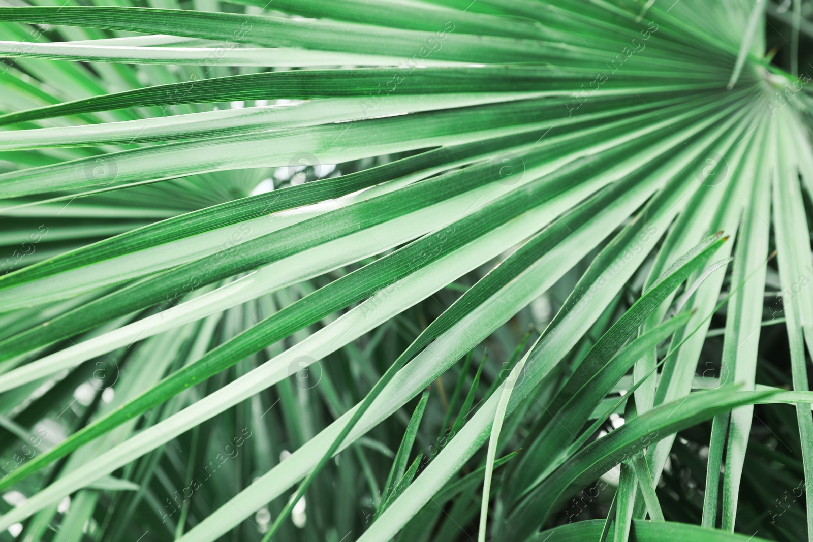 Photo of Beautiful green tropical leaves outdoors, closeup view