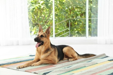 Cute German shepherd dog at home. Lovely pet