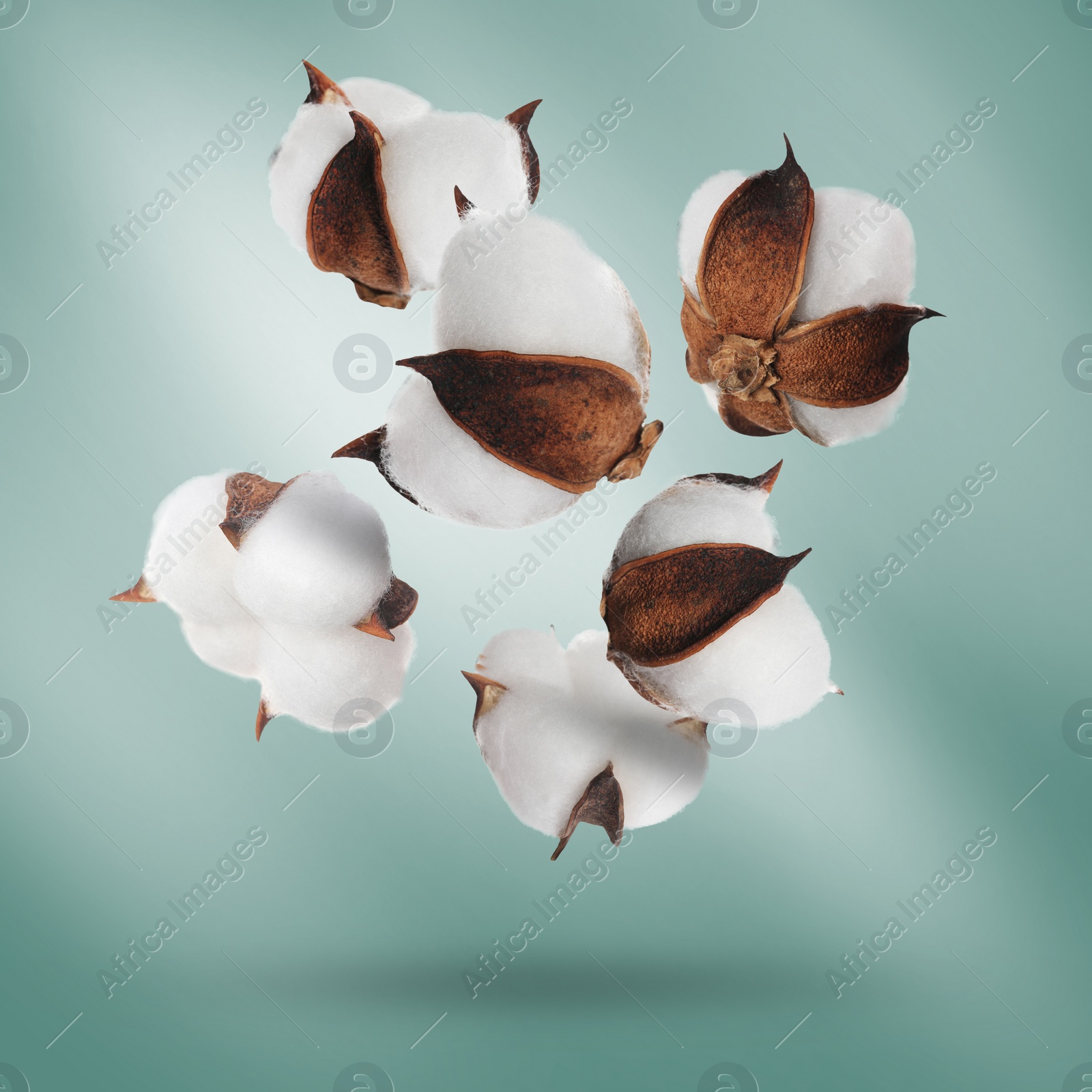 Image of Beautiful cotton flowers falling on green background